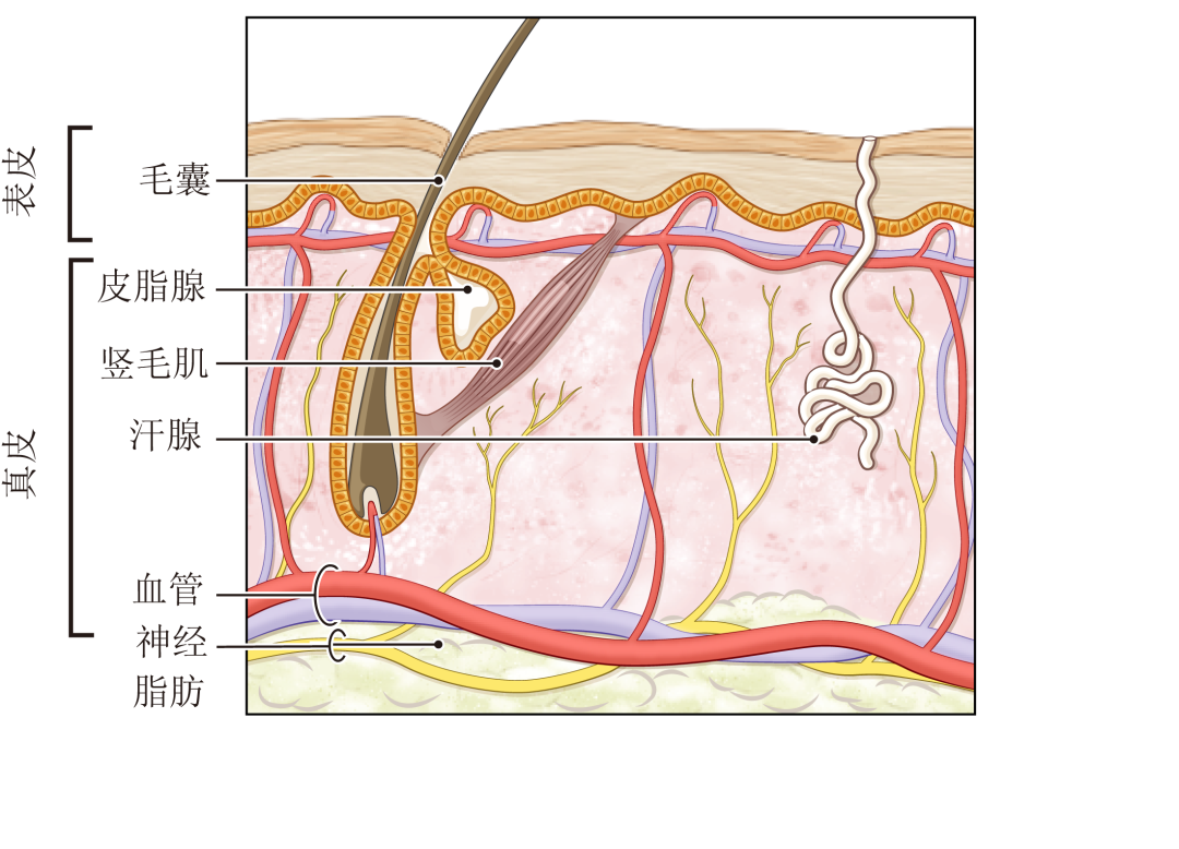 单细胞和空间转录组测序在皮肤领域的应用
