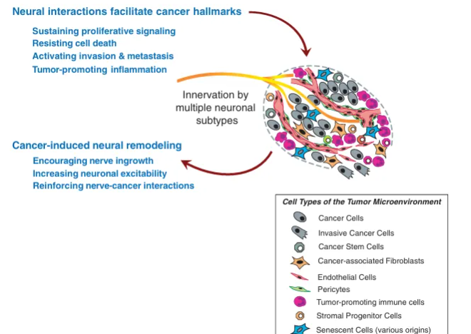 研究前沿 | 听说肿瘤里面有神经元?